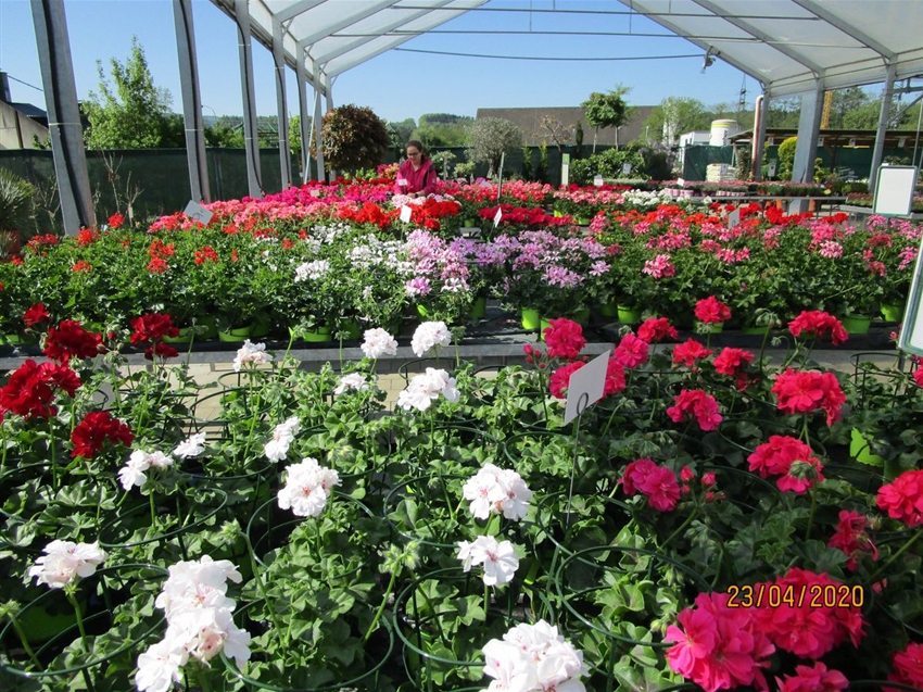 Blumen Maier Hohe Qualität & nachhaltige Produktion