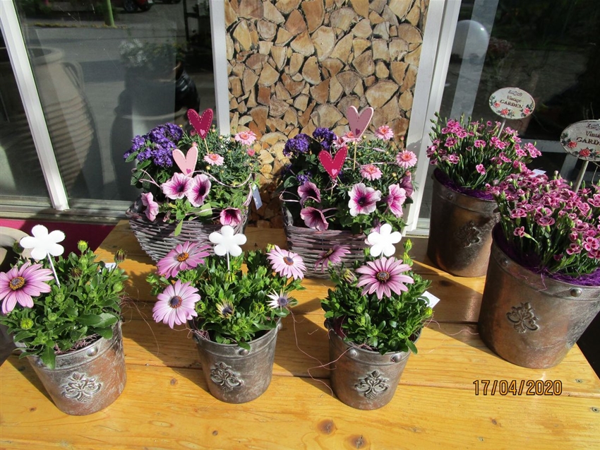 Blumen Maier Hohe Qualität & nachhaltige Produktion