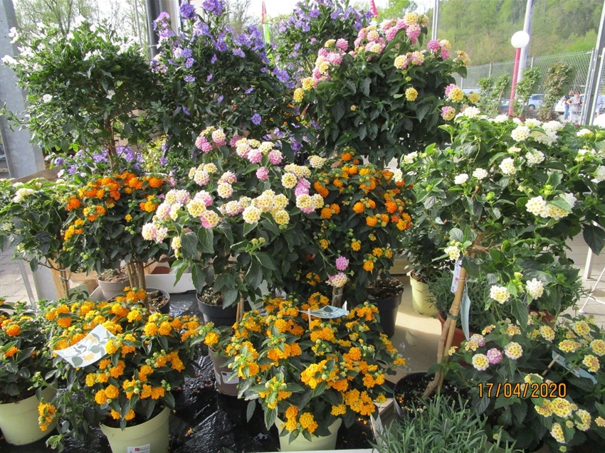Blumen Maier Hohe Qualität & nachhaltige Produktion