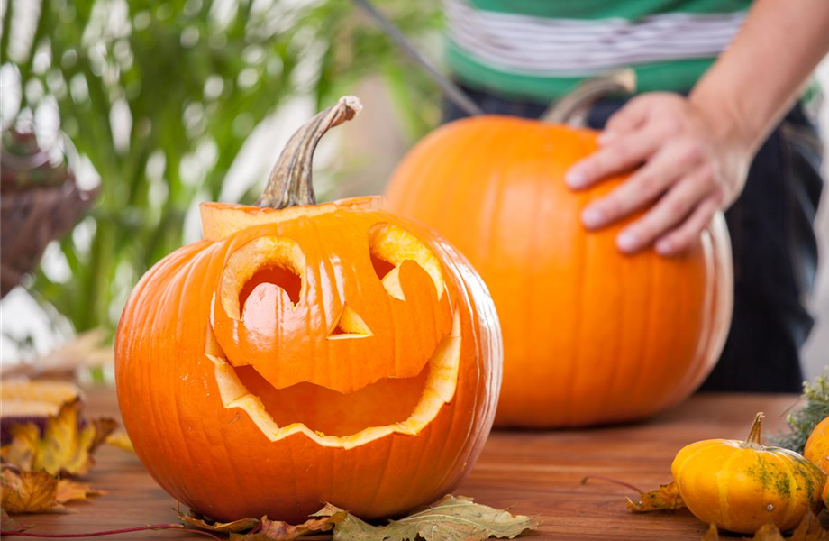 Kürbisernte Kürbisernte