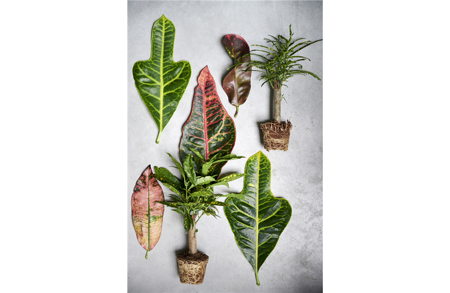 Pflanze des Monats Oktober 2026: Kroton