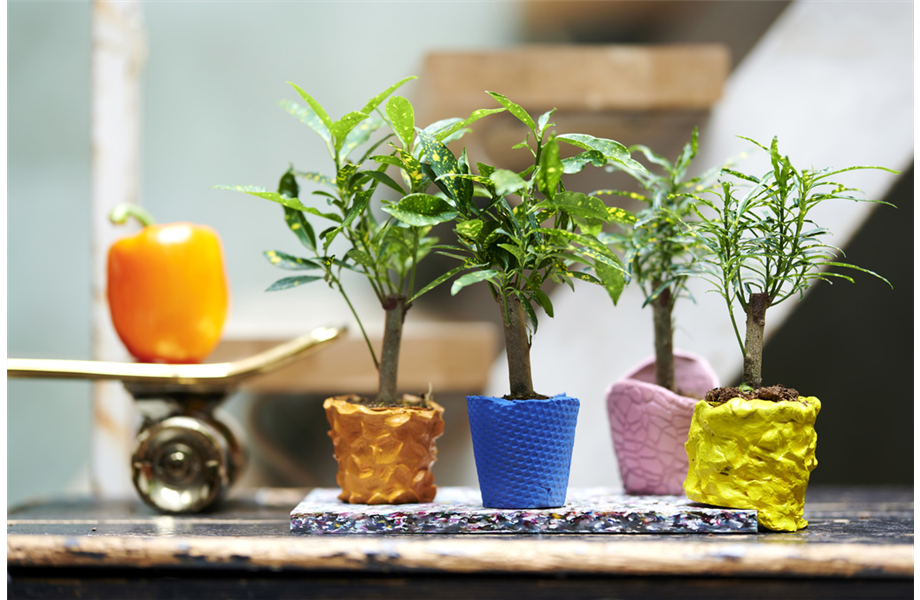 Pflanze des Monats Oktober 2026: Kroton