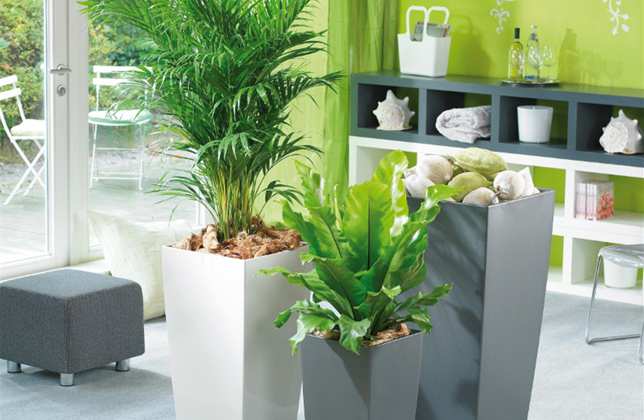 Pflanze des Monats Februar 2026: Goldfruchtpalme