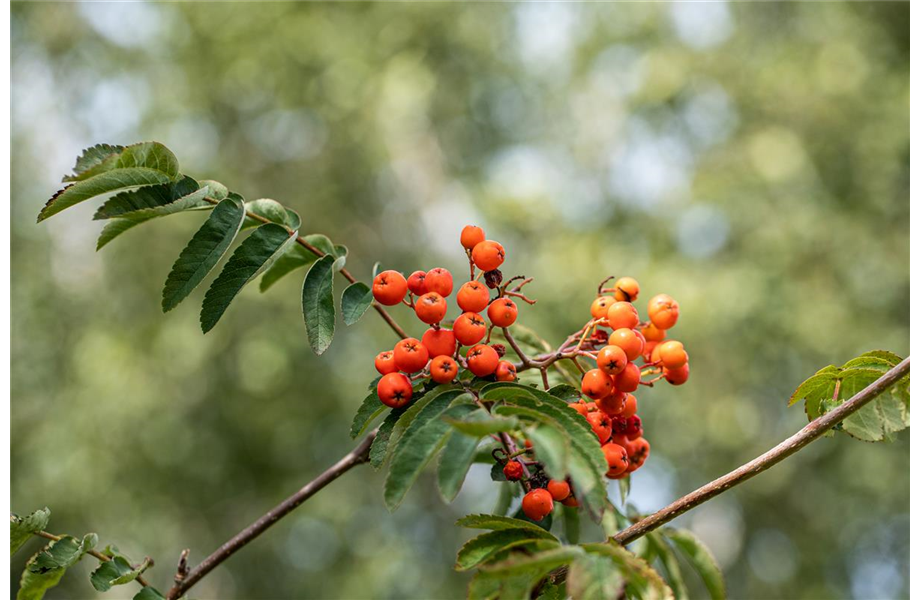 Hausmannskost für Hungerleider Hausmannskost für Hungerleider