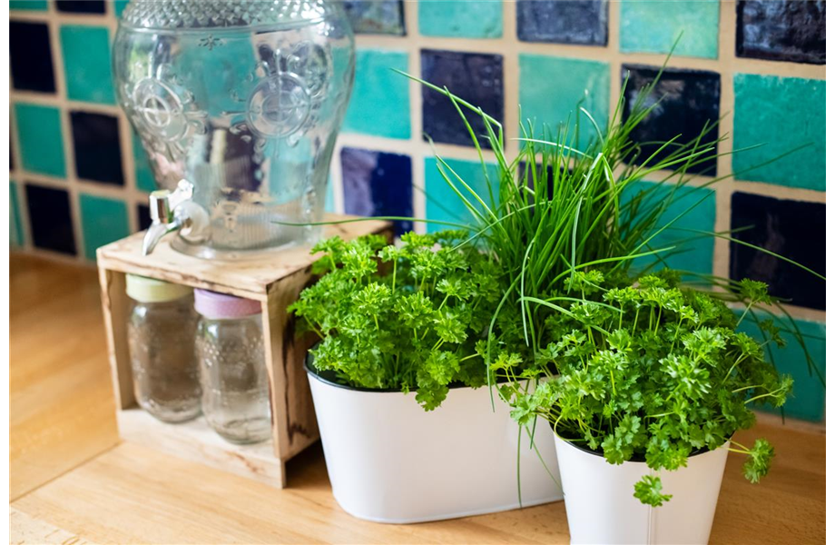 Frische Kräuter selbst anbauen