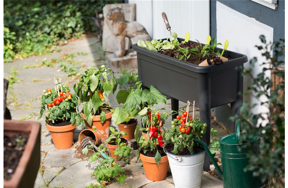 Mischkulturen: Wer passt zu wem?