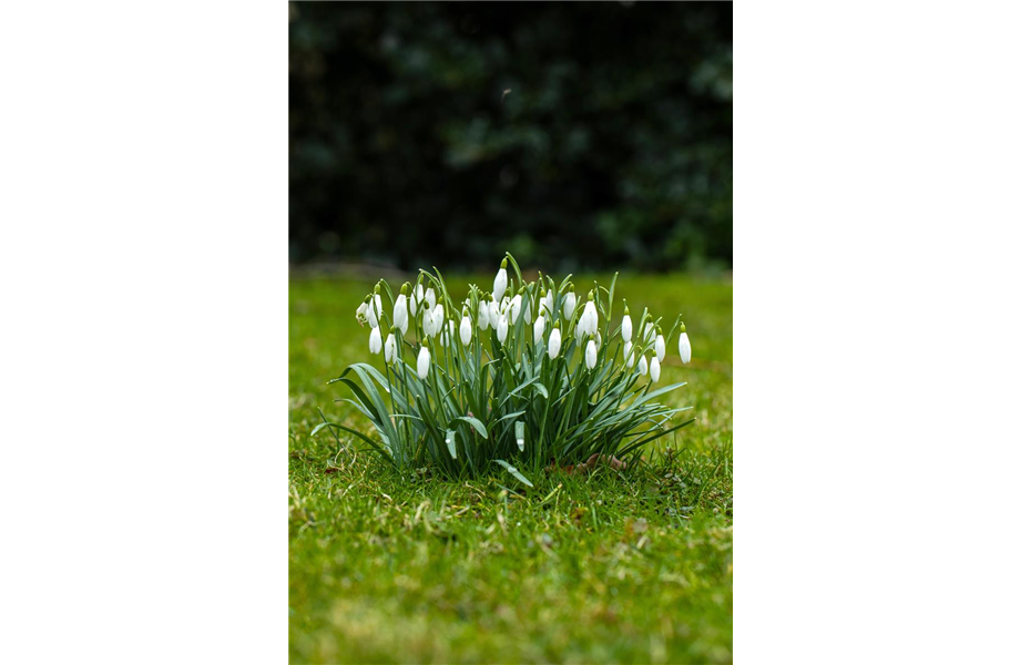 Jetzt den Frühling pflanzen Jetzt den Frühling pflanzen