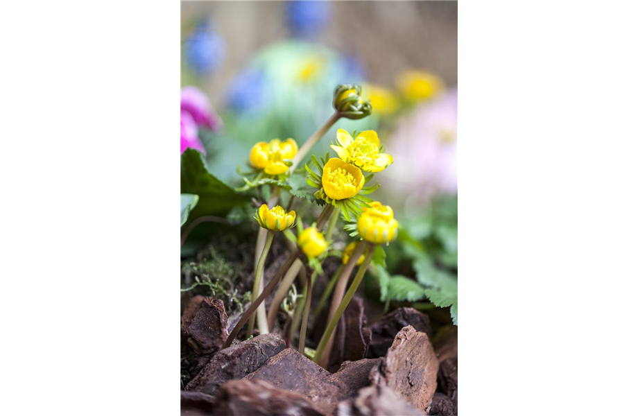 Jetzt den Frühling pflanzen Jetzt den Frühling pflanzen