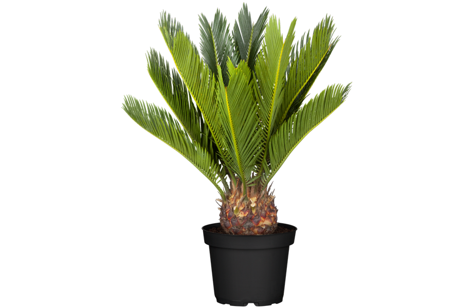 Pflanze Februar 2025: Palmen Pflanze Februar 2025: Palmen