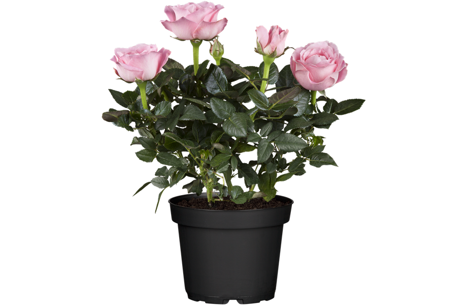 Pflanze des Monats Mai 2026: Topfrose