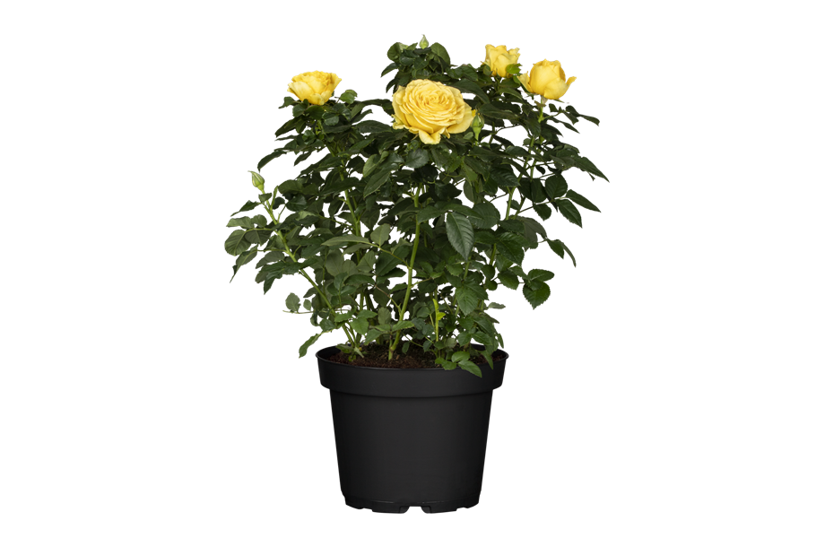 Pflanze des Monats Mai 2026: Topfrose