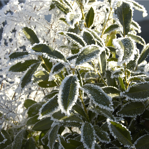 Gartenkalender November 2025