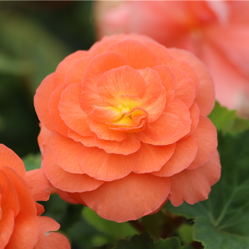 Pflanze des Monats April 2026: Begonie