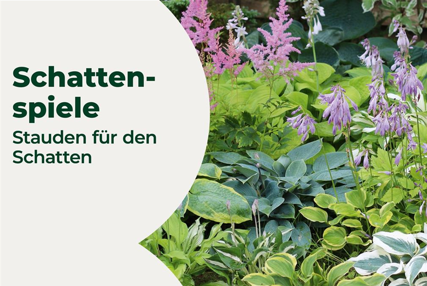 VKF_6-26_Schattengarten_MyShop_1920x1080px_Lay2.jpg